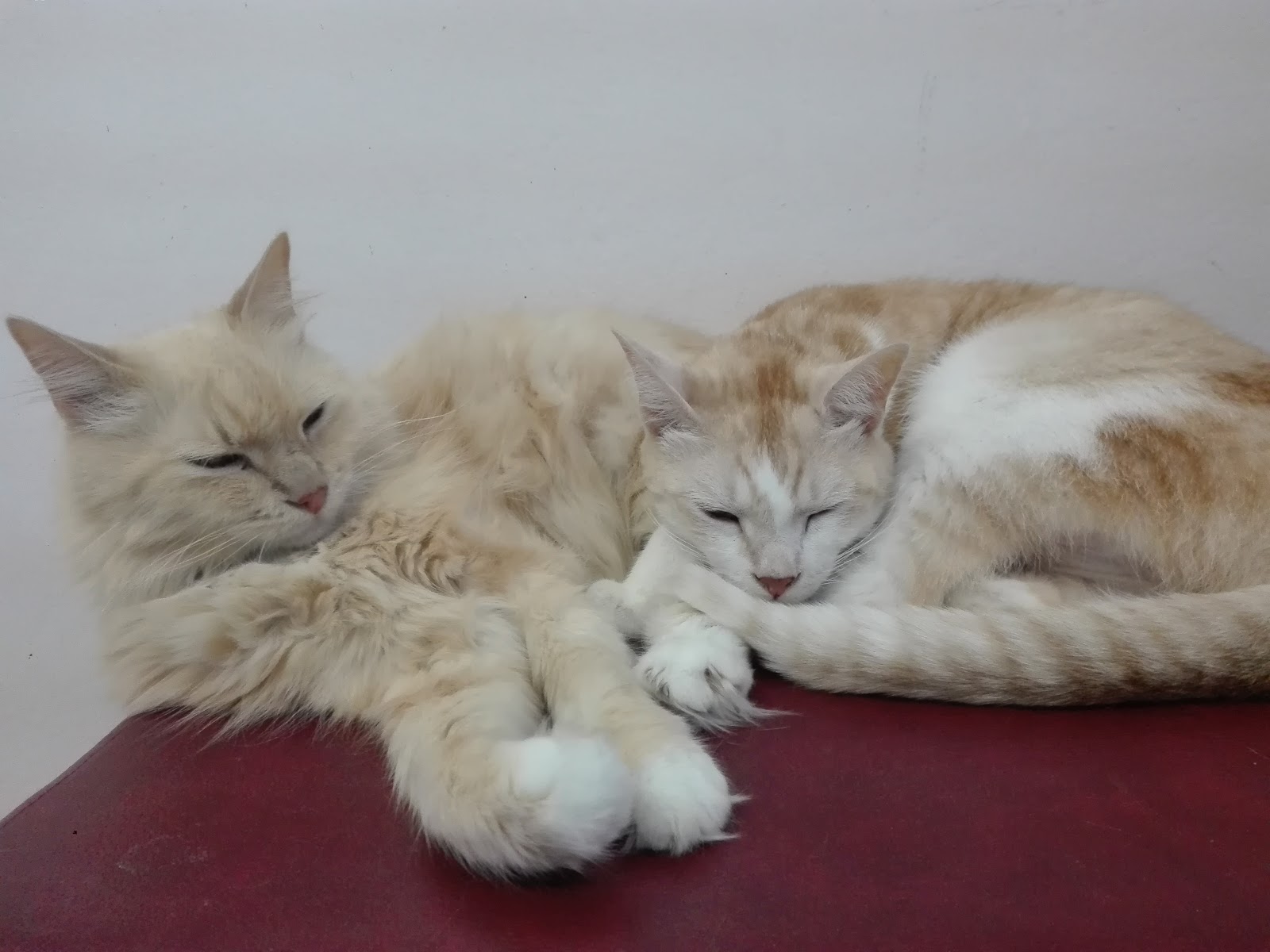 uMhlanga Veterinary Hospital