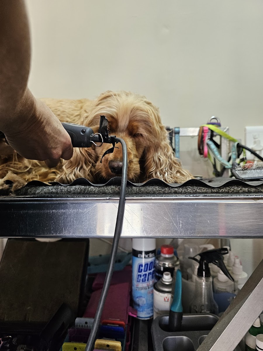 Pawsitively Purr..fect Doggy Day Spa