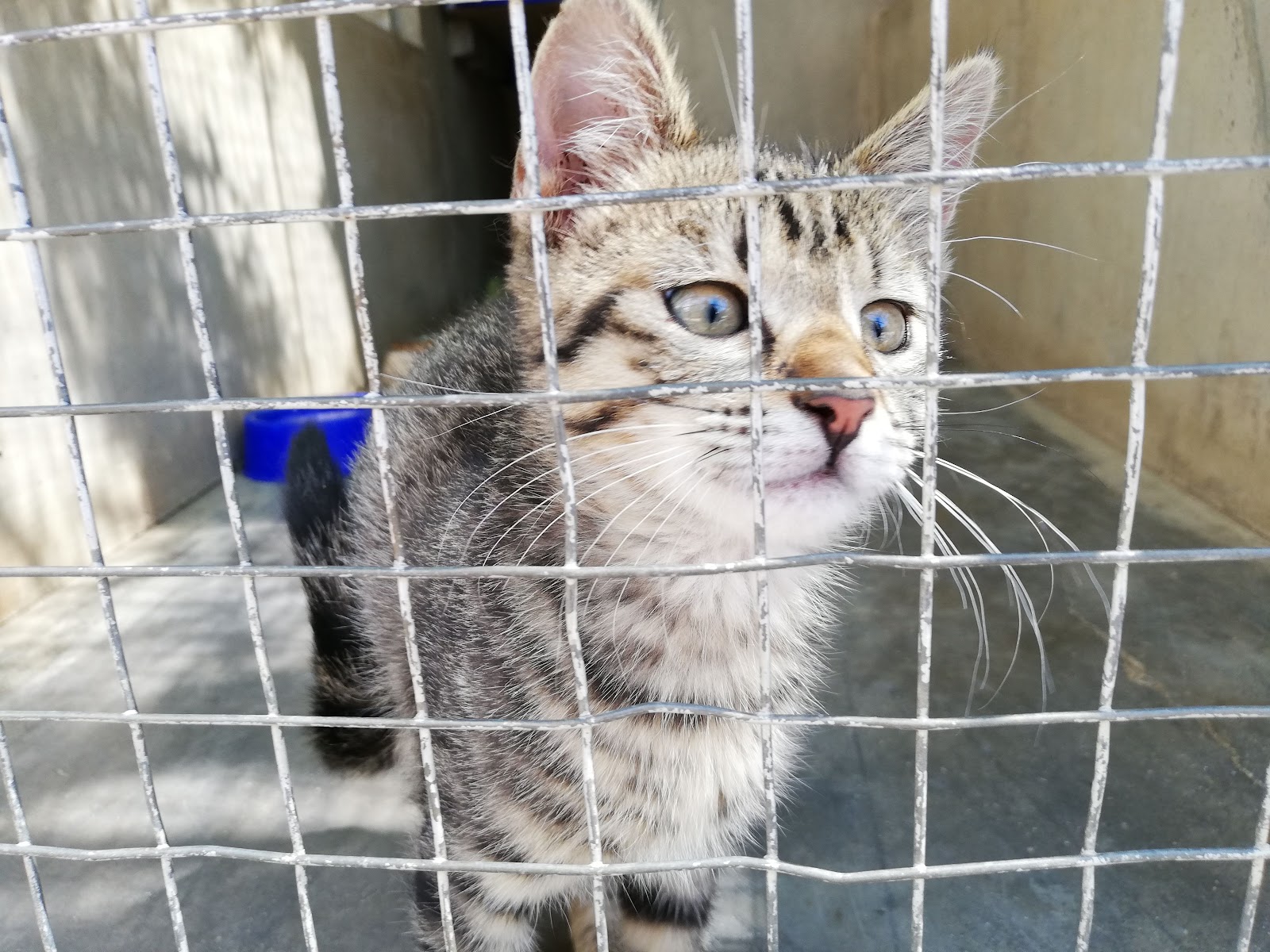 Kimberley SPCA/DBV (Society for the Prevention of Cruelty to Animals)