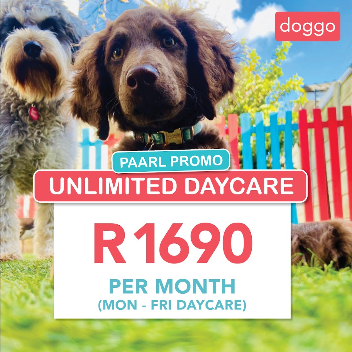 Doggo doggy daycare & Boarding Paarl — photo 2