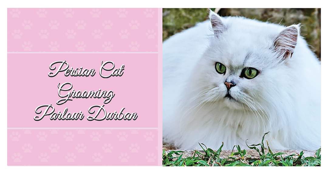 Persian Cat Grooming Durban