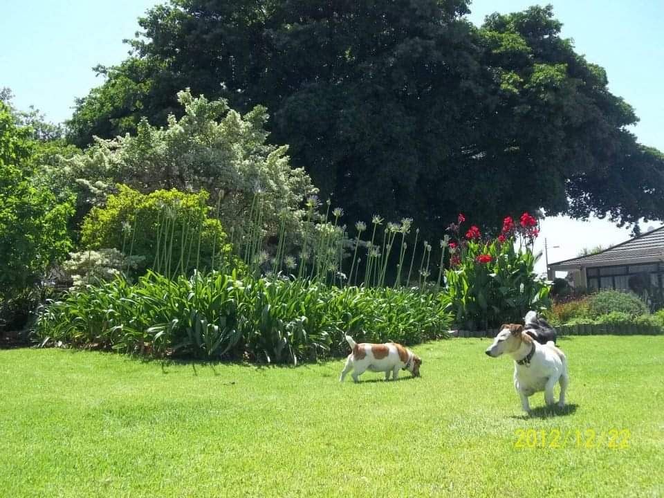 Bed & Biscuit Pet Hotel