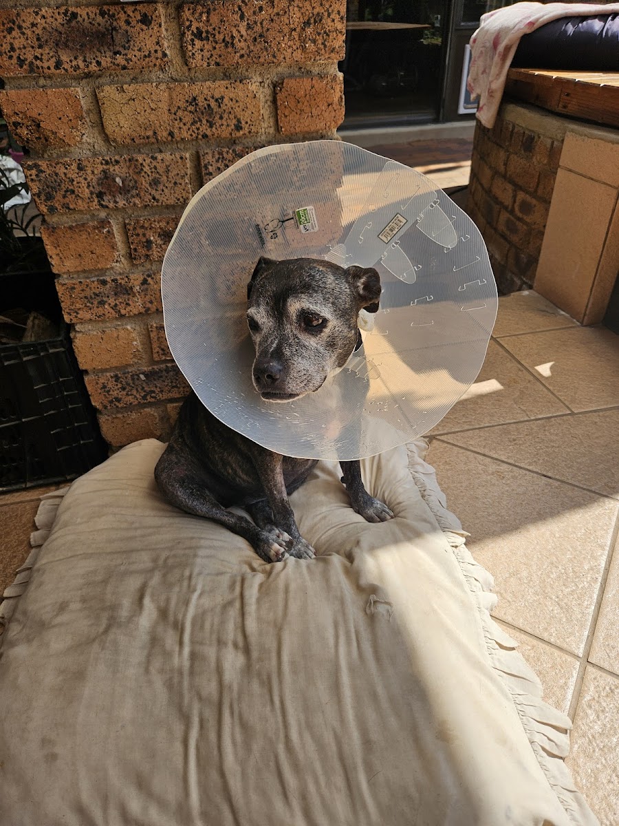 Crystal Park Veterinary Hospital