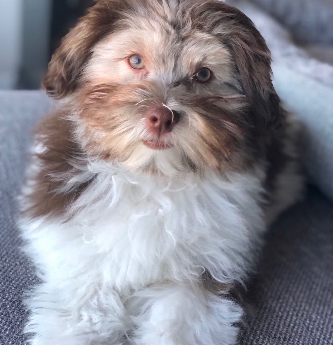 Best Pets For Sale In South Africa
