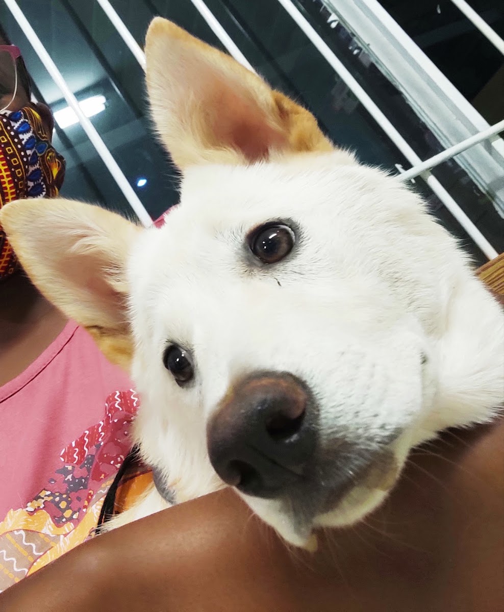 Alberton Veterinary Clinic