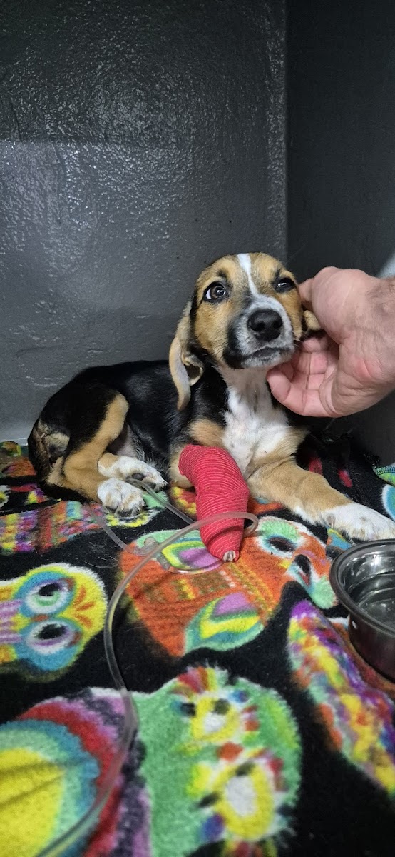 RANT EN DAL ANIMAL HOSPITAL