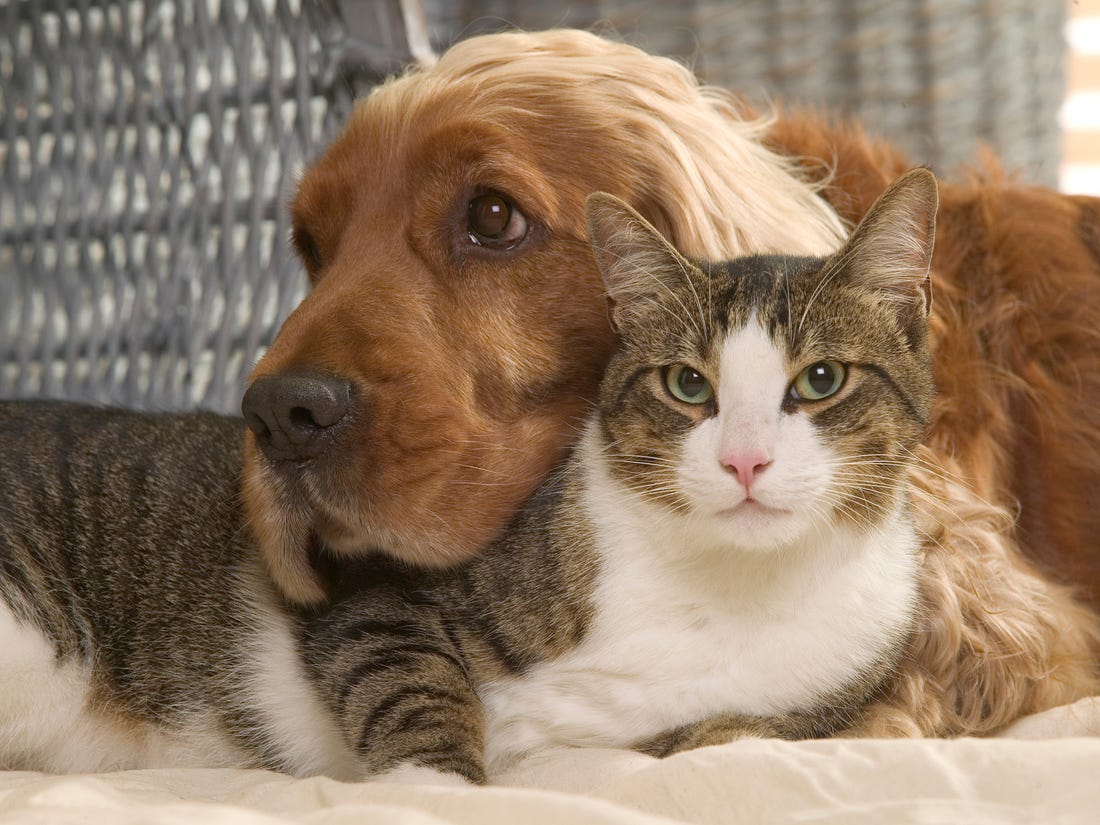 Parlock Veterinary Clinic