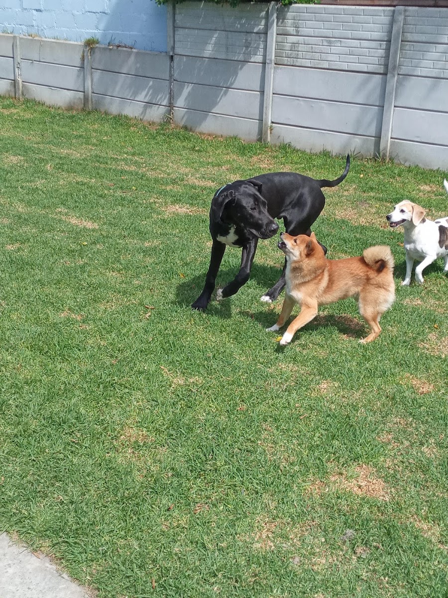 Hermanus Kennels Grooming Parlour & Cattery