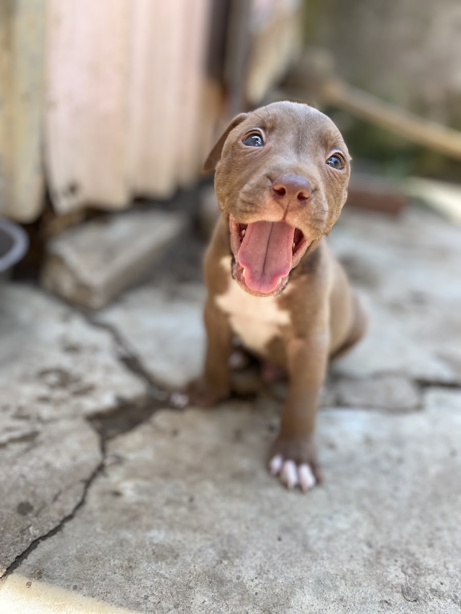 PUPS FROM HEAVEN KENNEL