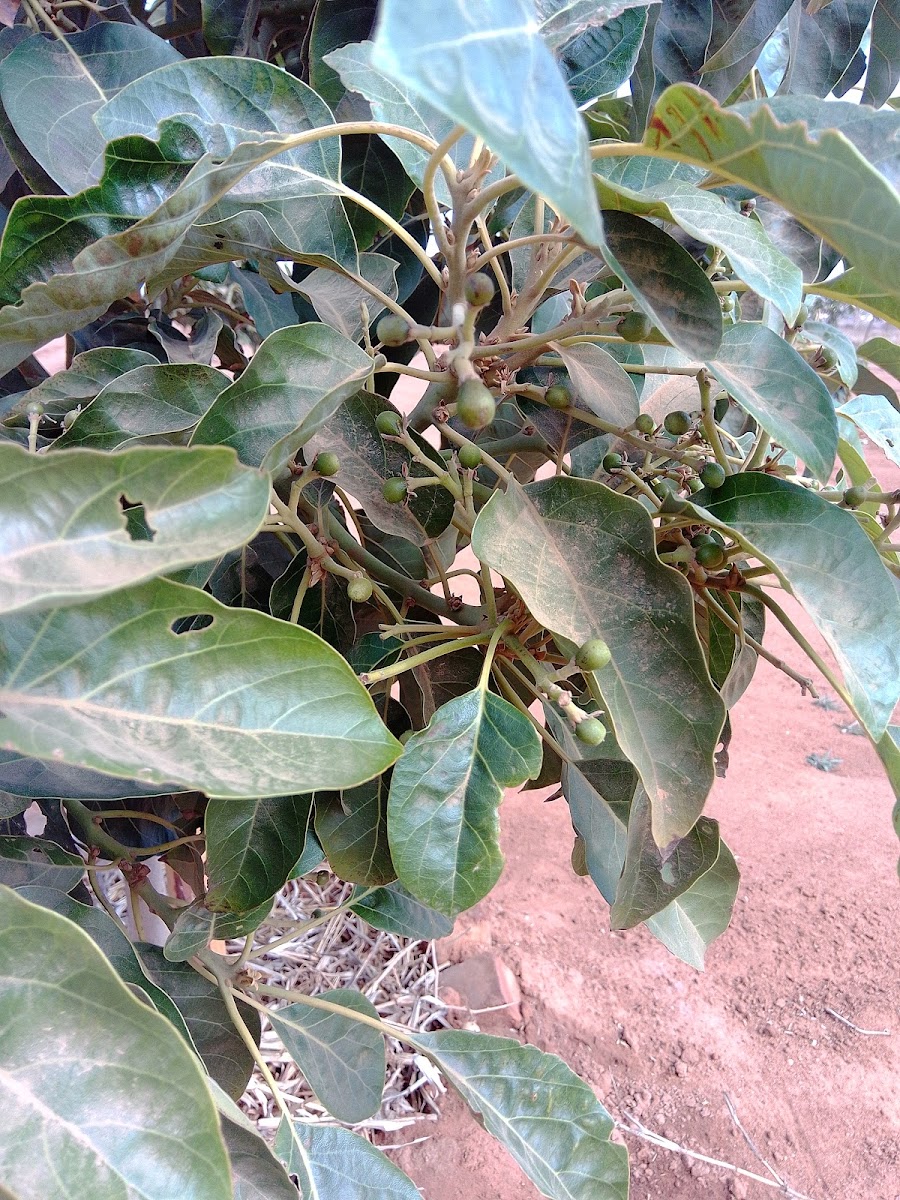Masiakwala Agricultural project