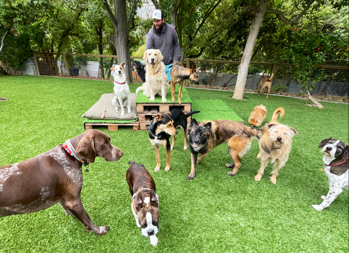 POOCH : Doggy Daycare, Home-style Boarding, Training, & Adventure Walks