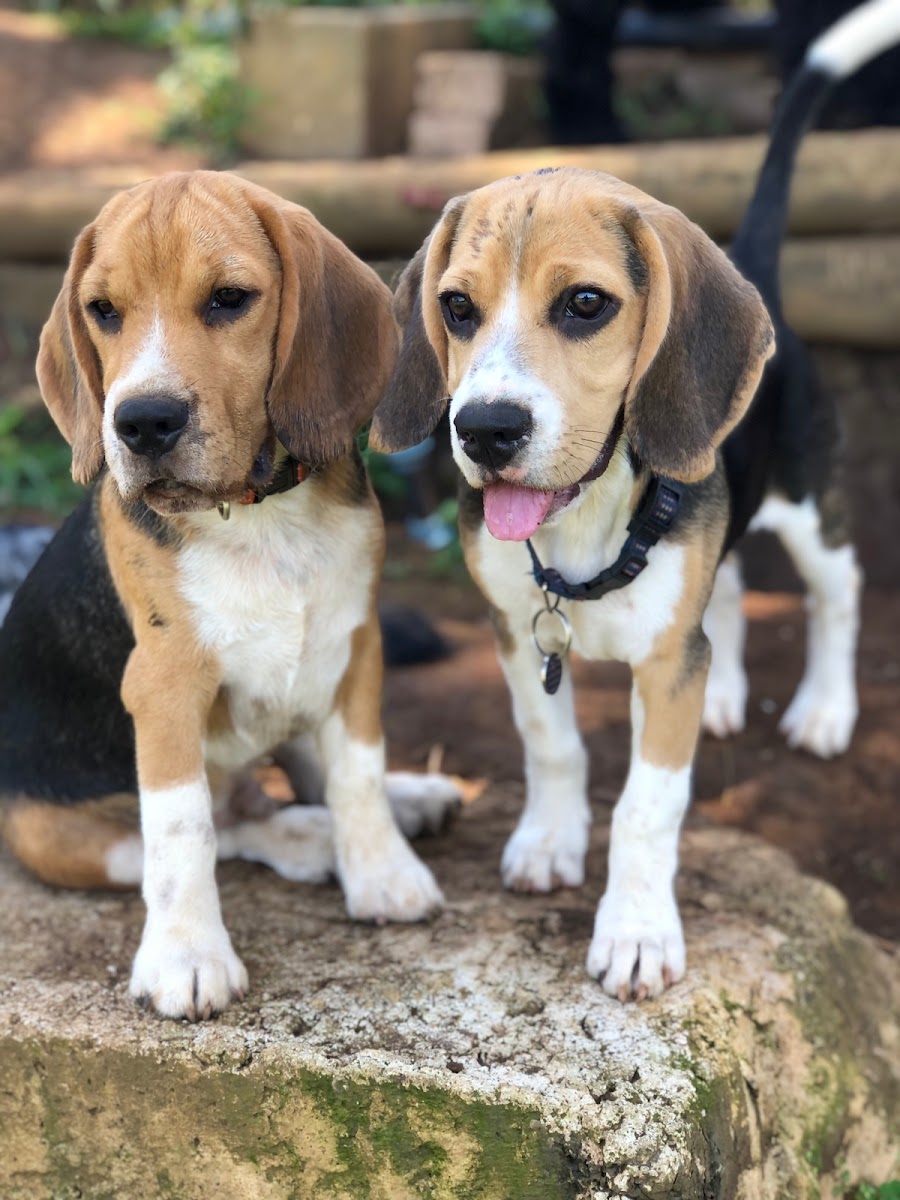 Superdogs