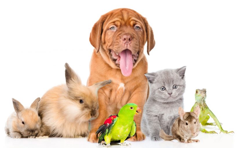 Exotic Pets