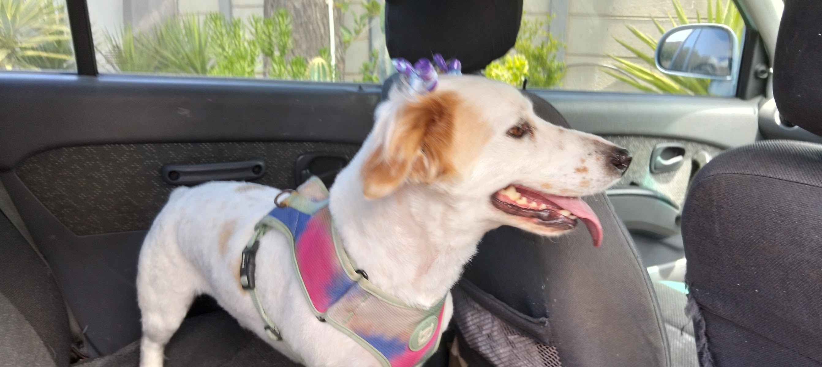 Doggy Style Grooming, Boarding and Day Care