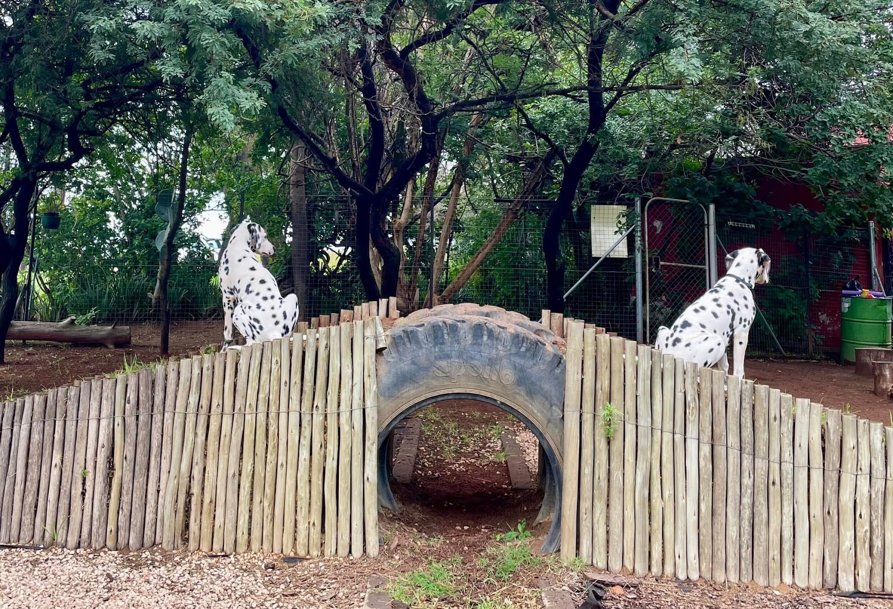 Yappy Campers Doggy Daycare