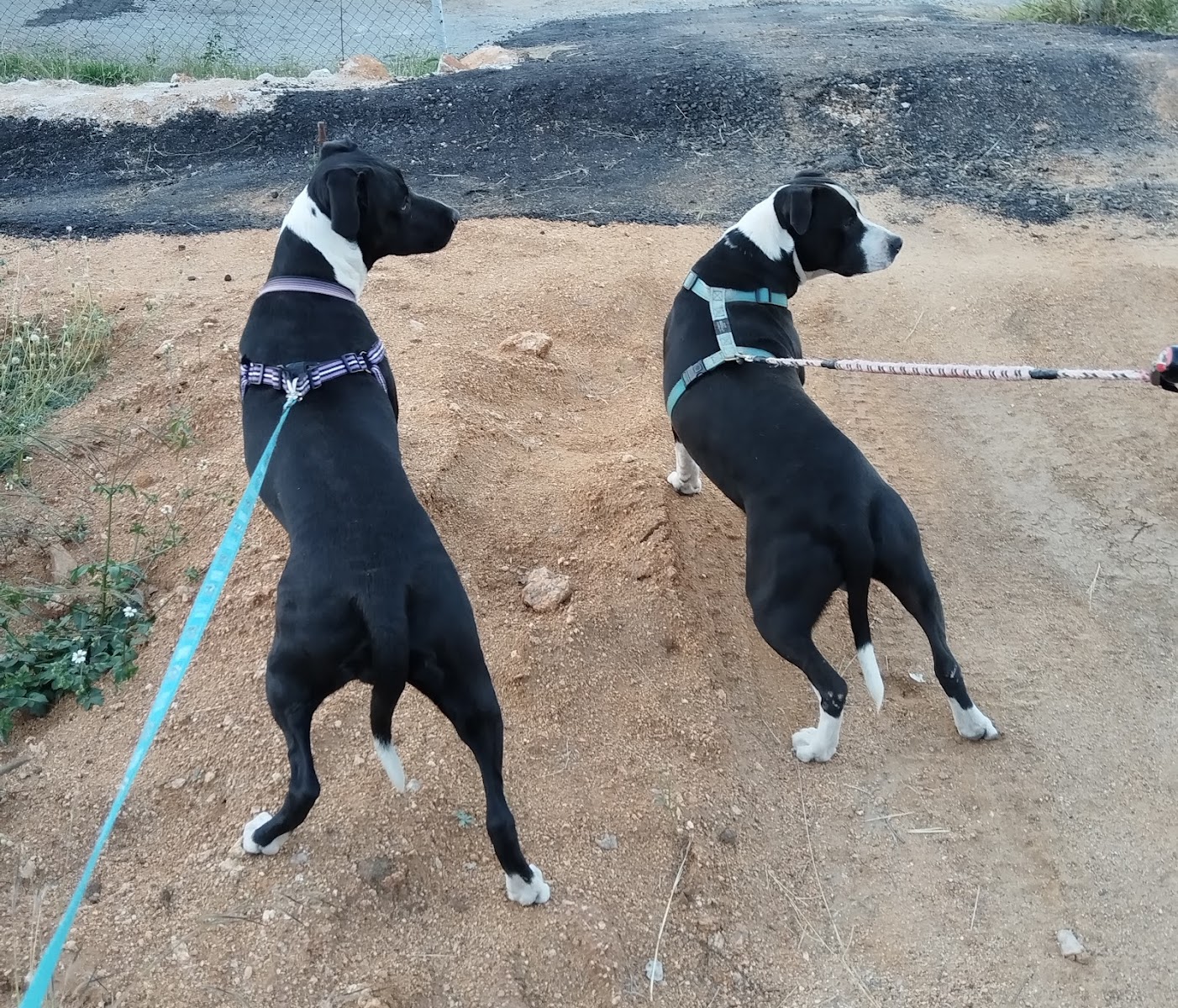 Kennels @ Karino