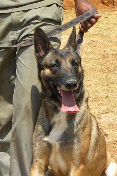 Tacklehoff k9 -Professional Dog Trainers — photo 2