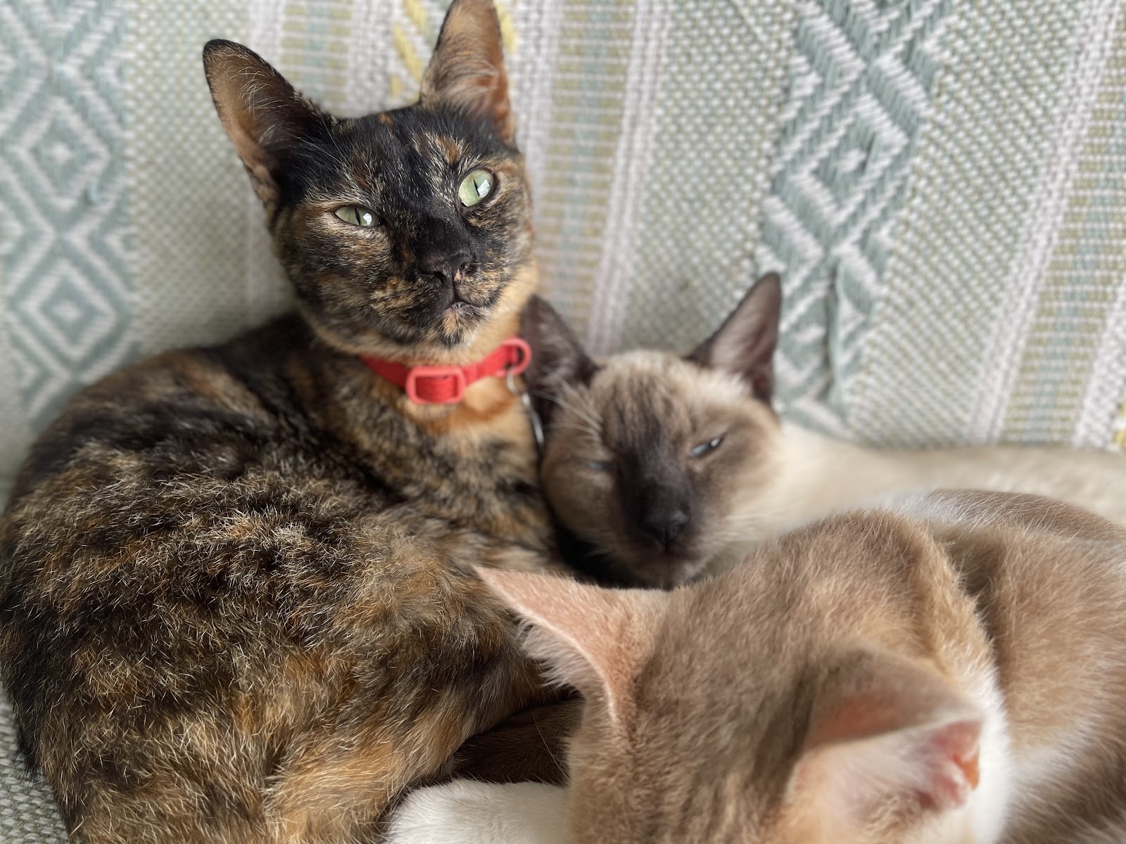 LoveAdoptHome
