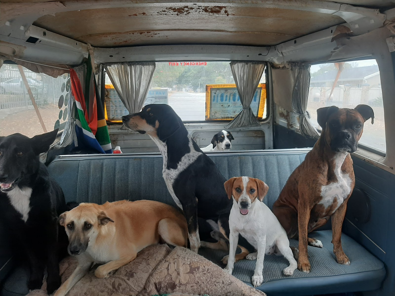 Knysna Animal Welfare Society