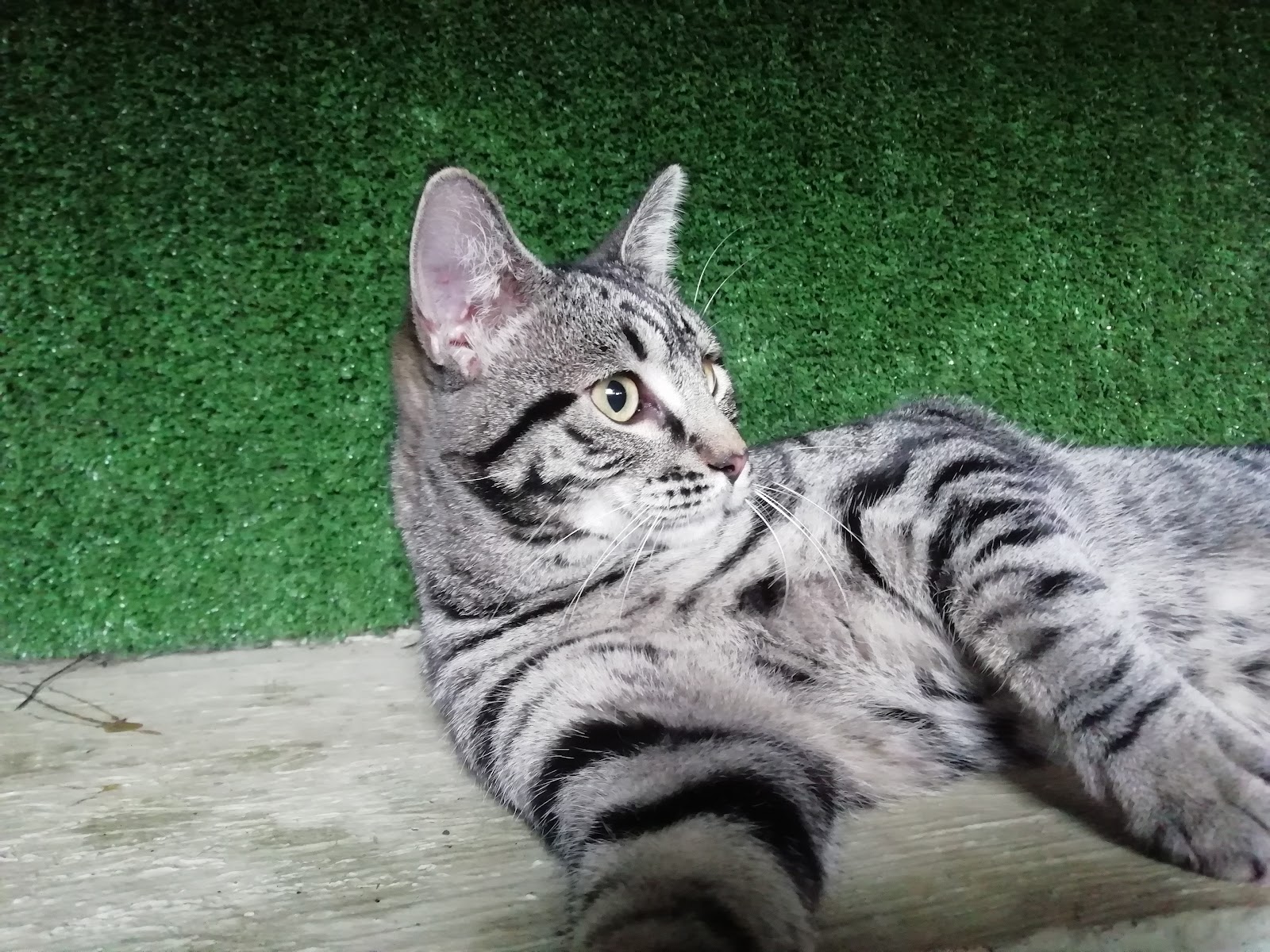 La Brie Kennels, Cattery & Pet Store — photo 4