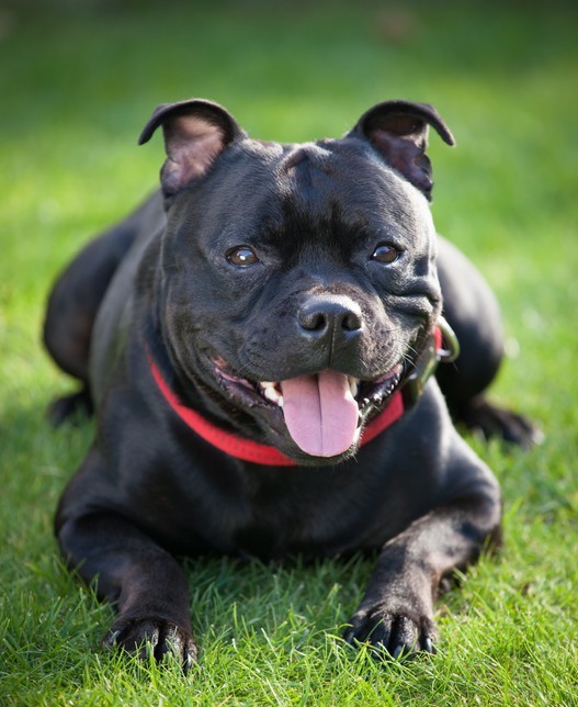 Perotorey Blue Staffordshire Bull Terrier Kennel Breeders