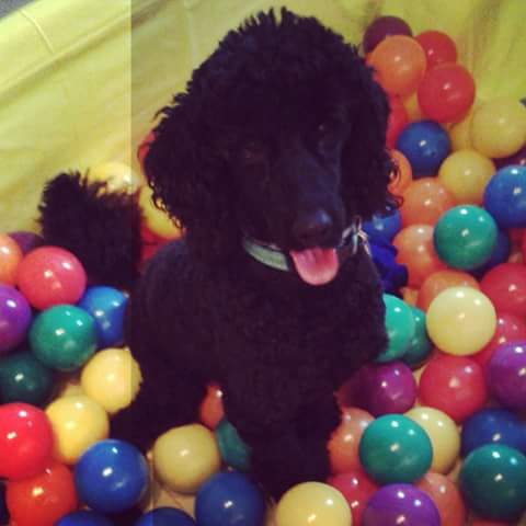 Pupculture Doggy Daycare