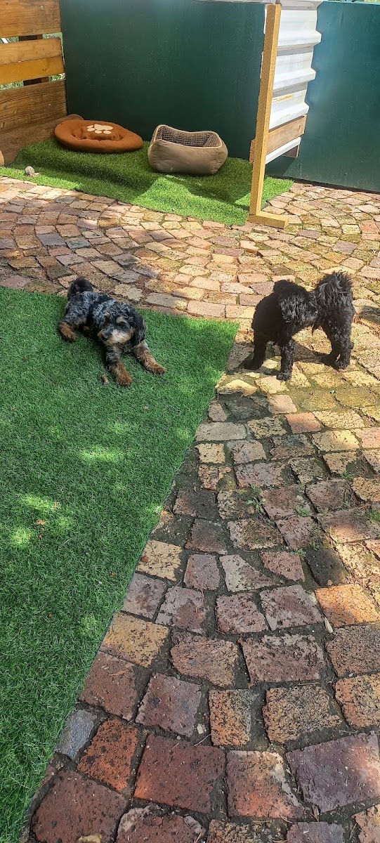 Tiny Tail Inn - Dog Boarding and Daycare - Small Breeds