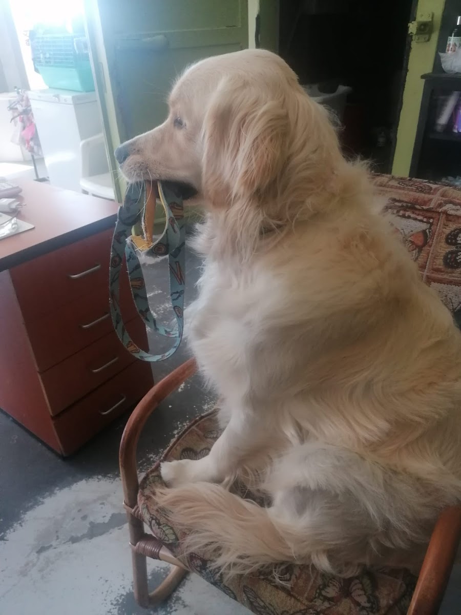 Wiggle Waggle Doggy Parlour