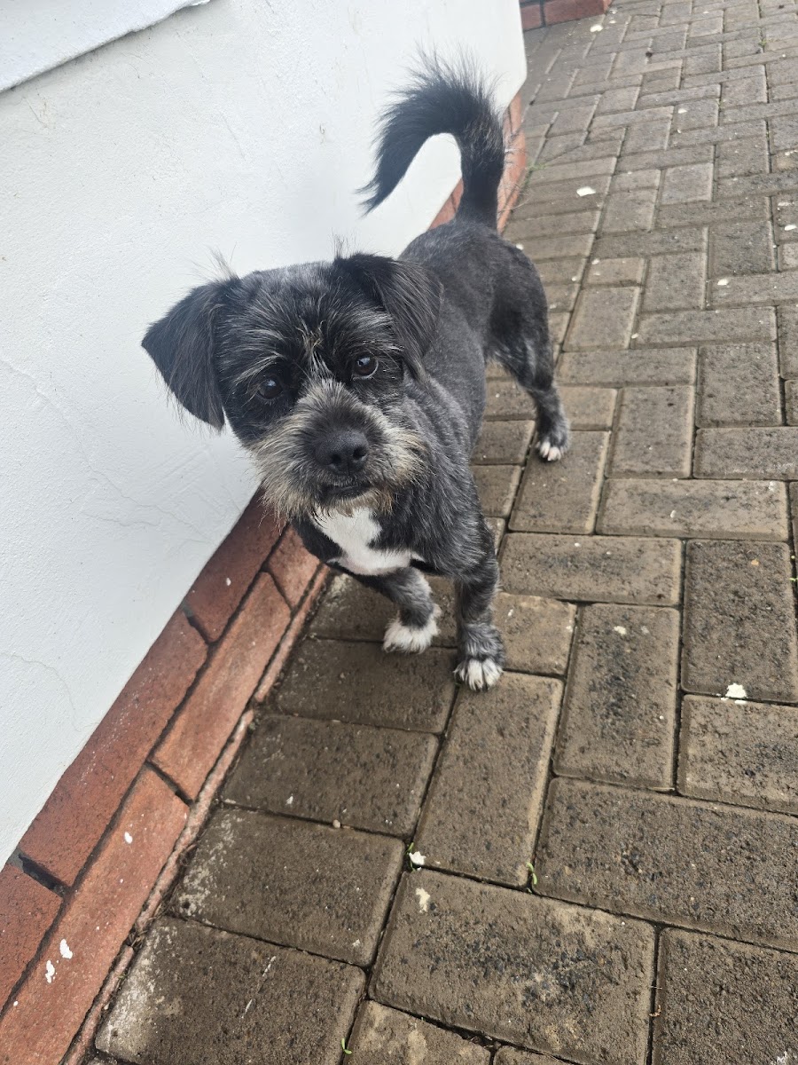Puppy Boutique - Mobile Grooming
