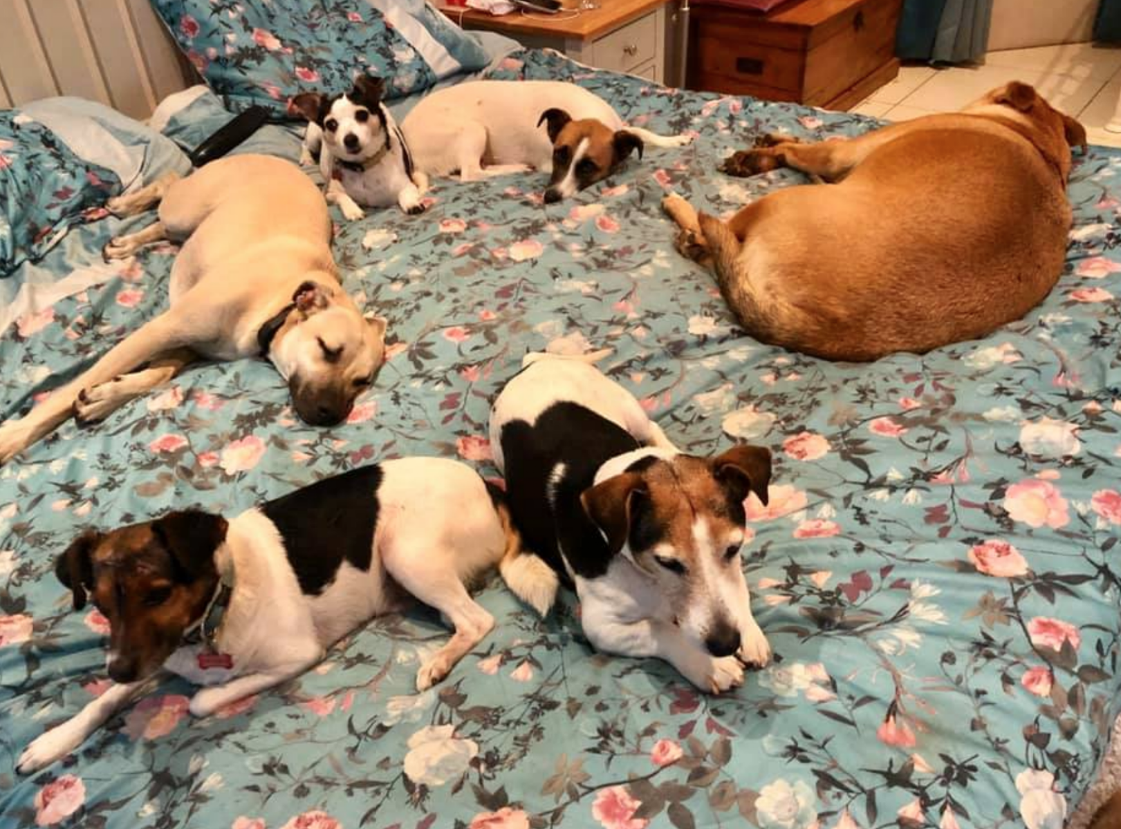 Poppys Pampered Pooches Ballito Dog Hotel & Daycare