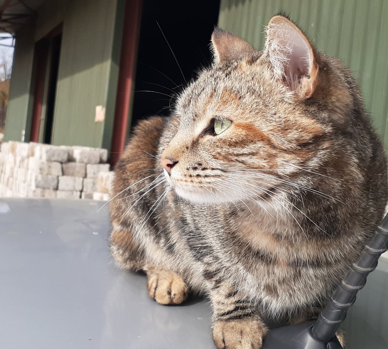 Aliraine Petcare - Because ALL pets matter