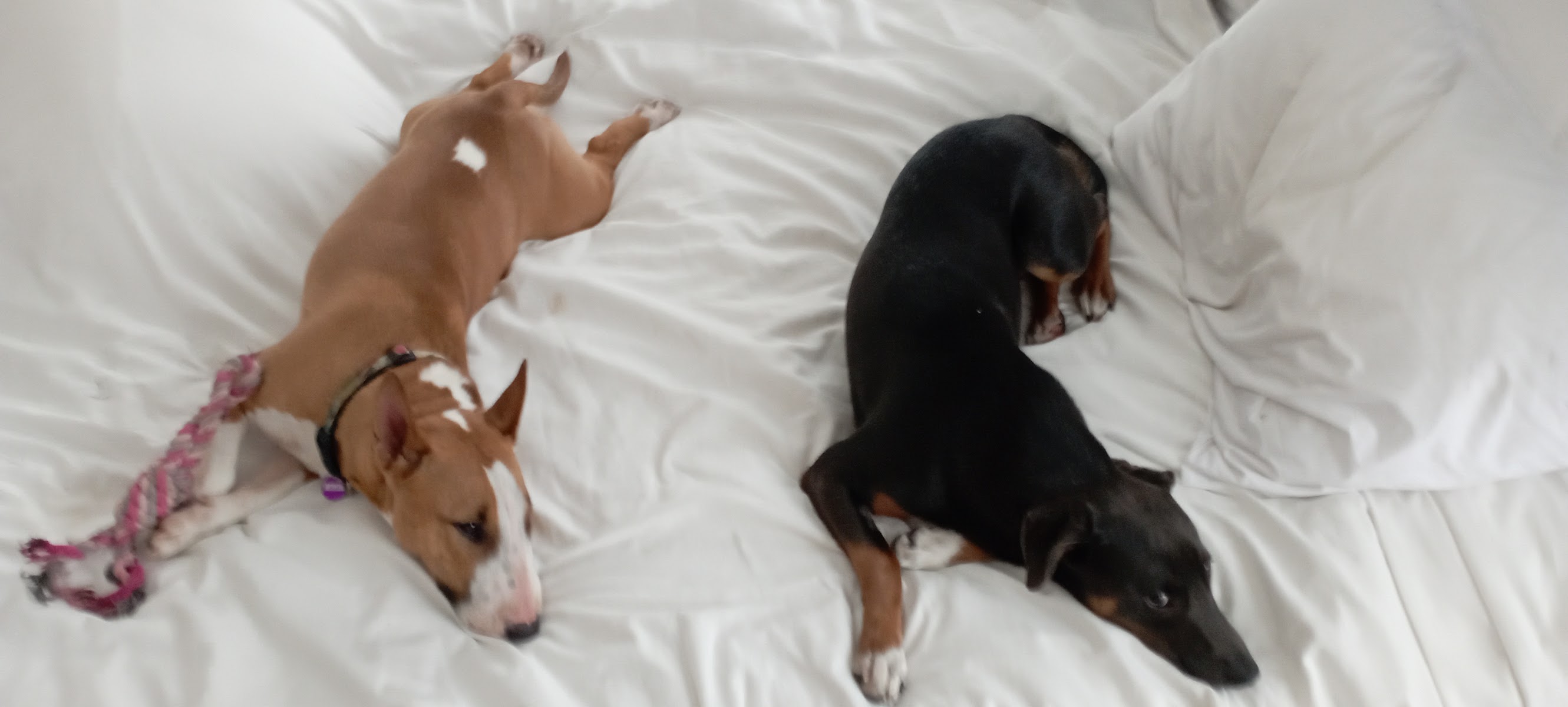The Hound Dog Inn Dog Daycare & Boarding