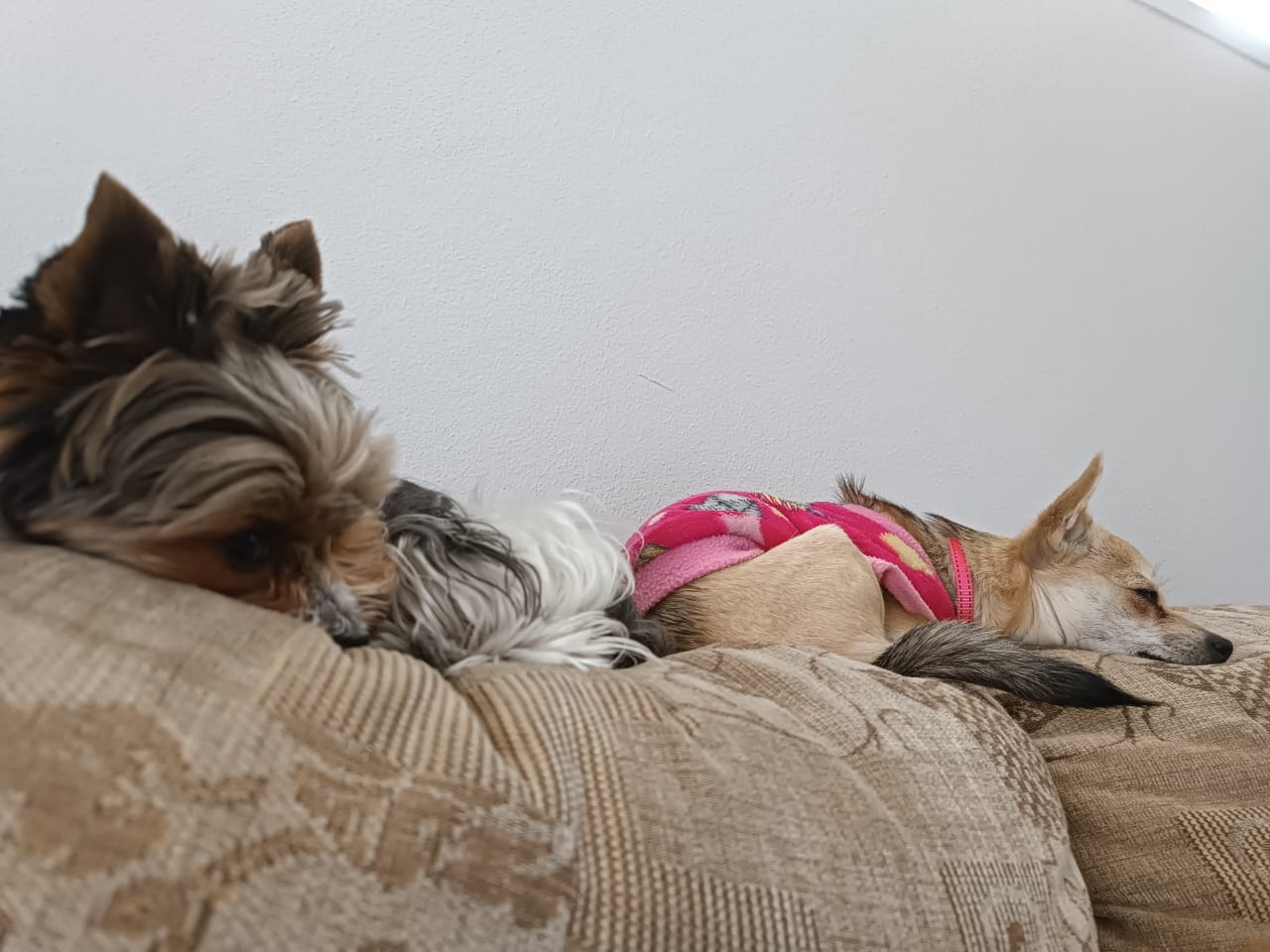 Peekaboo Doggy Daycare