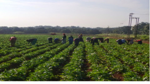 Tshitwani fresh Fruits (Pty) Ltd