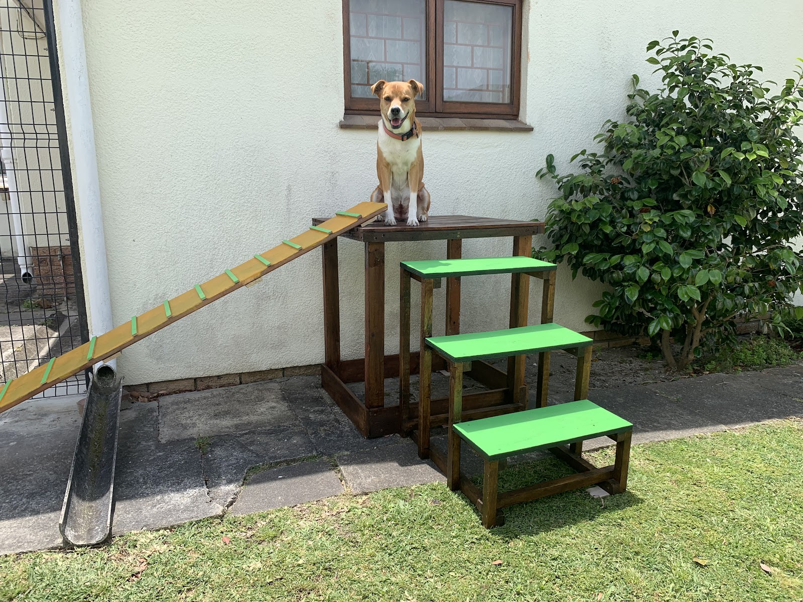 Animal Behavioural Care