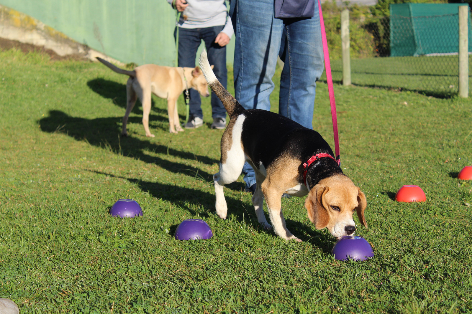 Garden Route Dog School