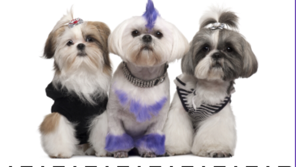 La-Chic Doggy boutique & Doggy spa