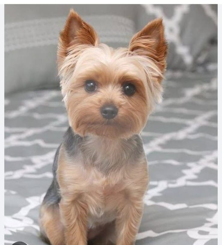 Doggy Dash Middelburg - Salon and Mobile Grooming