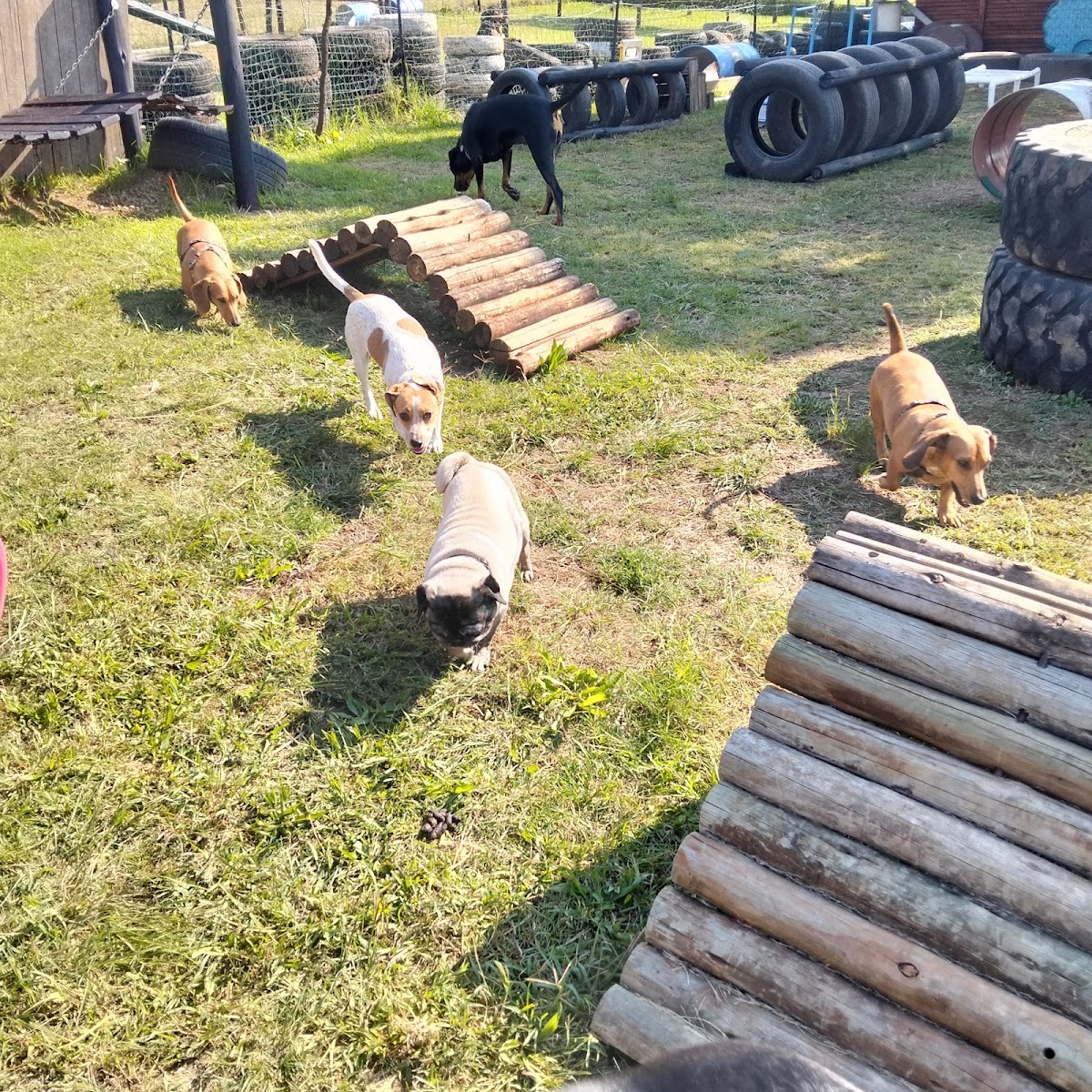 PlayBow Doggy Daycare