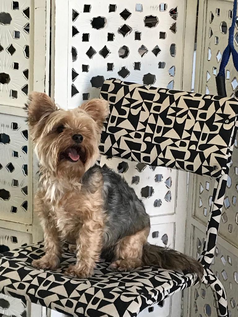 Vanity Fur " Your VIP Canine & Feline Pet Groomers"