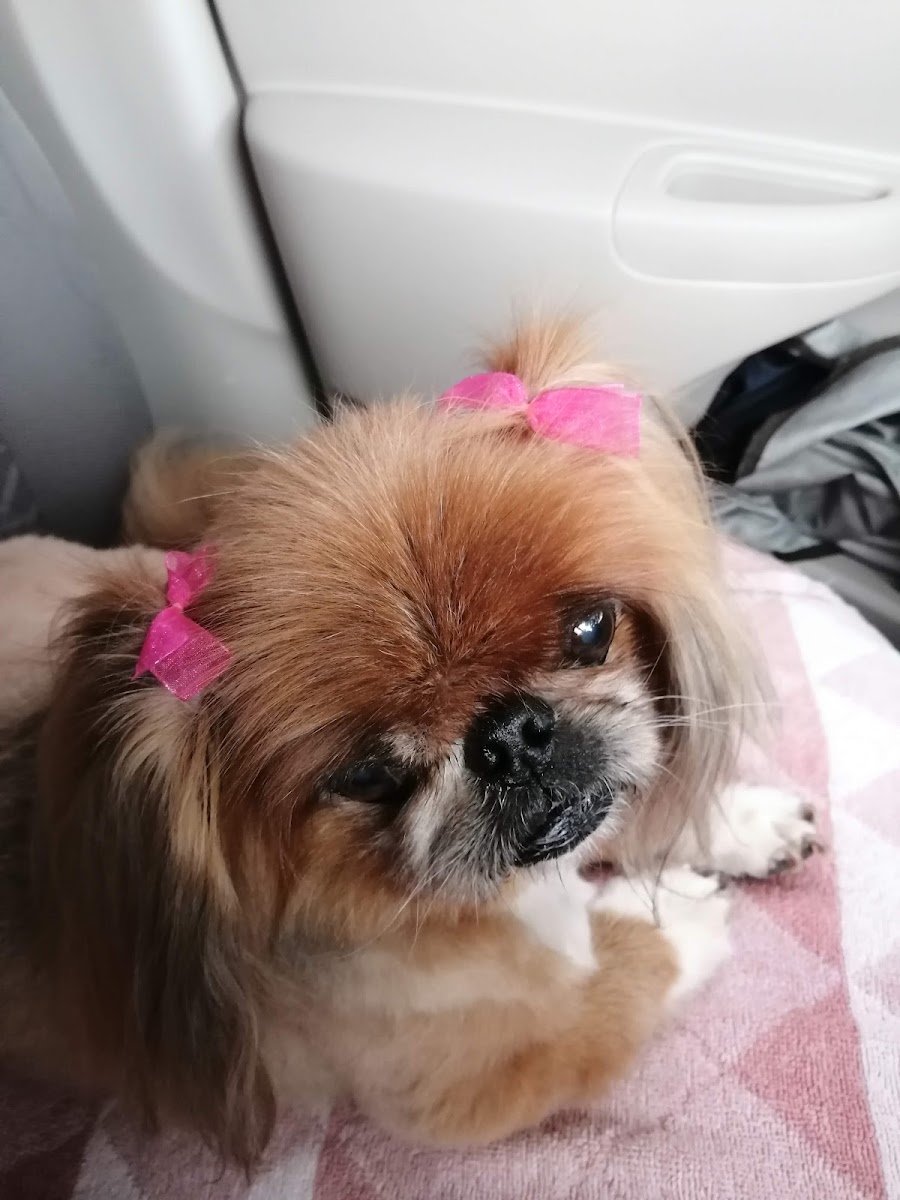 Paws 4 Beauté — photo 2