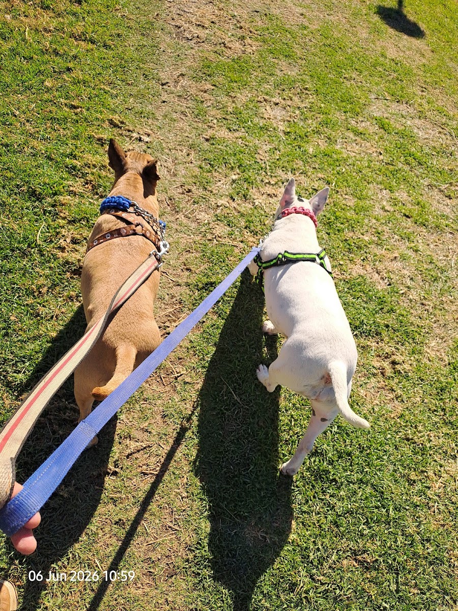 Ri's pet & Home Services