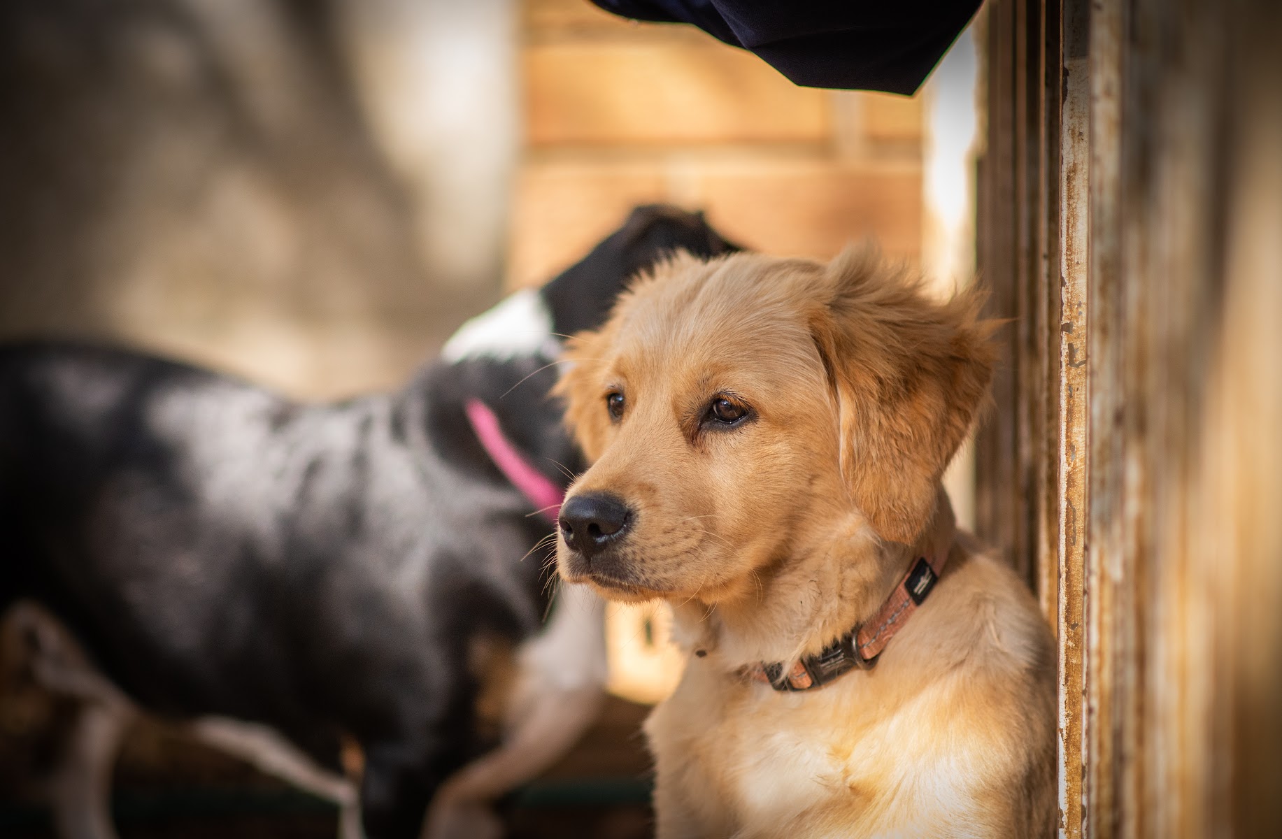 The Dog Lounge Daycare and Training