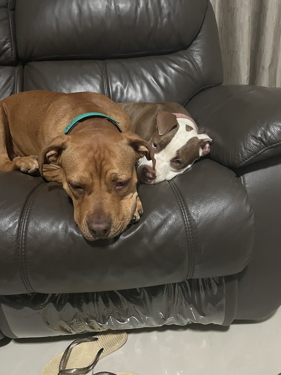 Hotel For Dogs