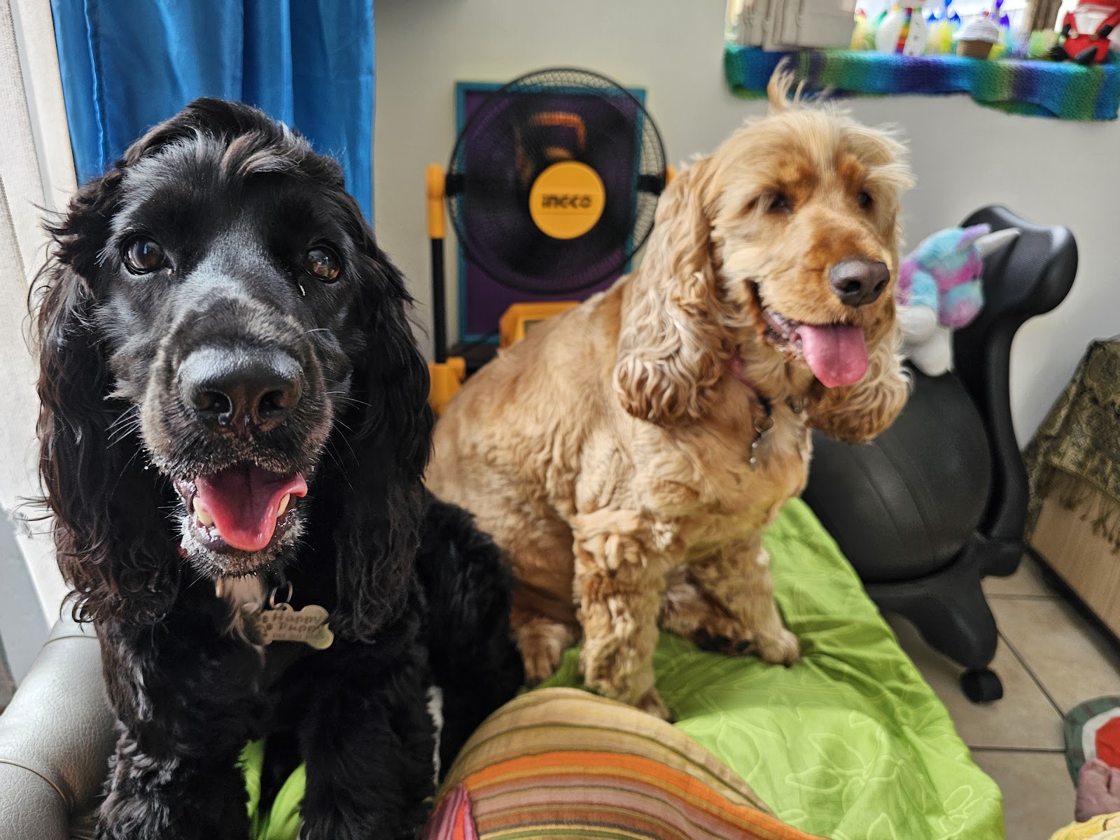 Happy Puppy Pet & House Sitting Service
