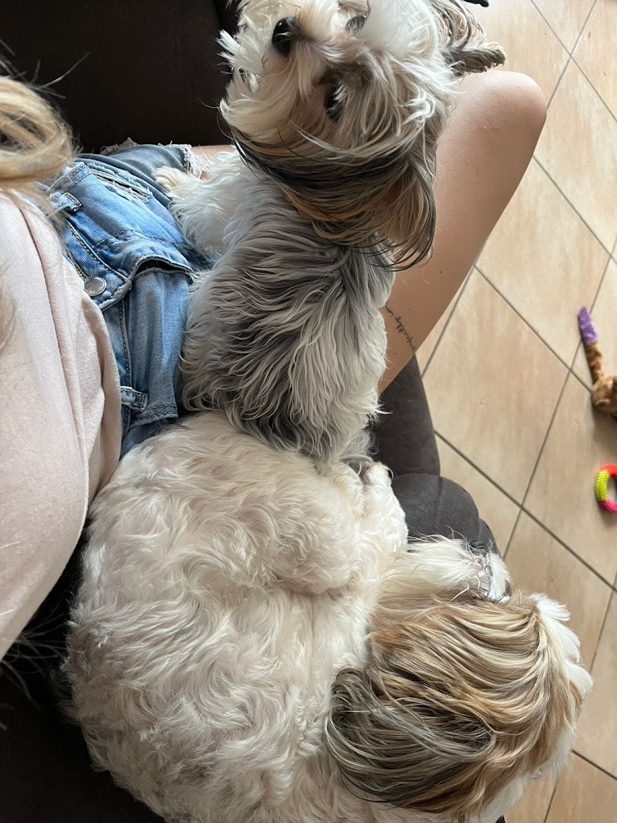 Waggly Tails