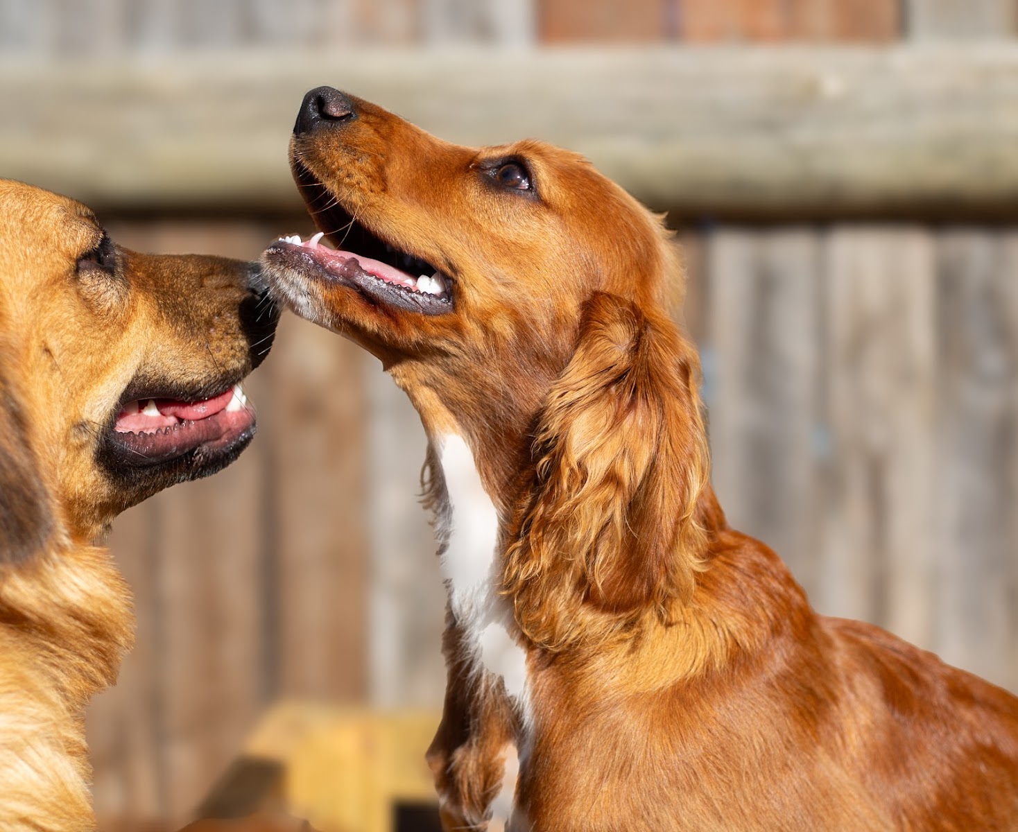 Hackett Hounds & Cats