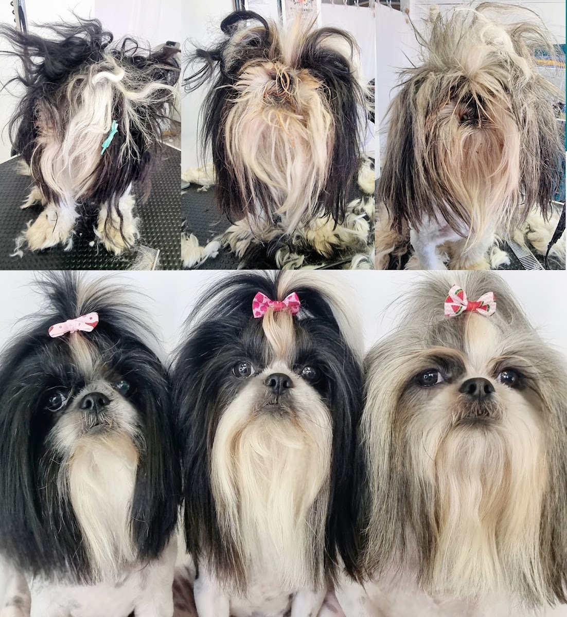 Styling Paws