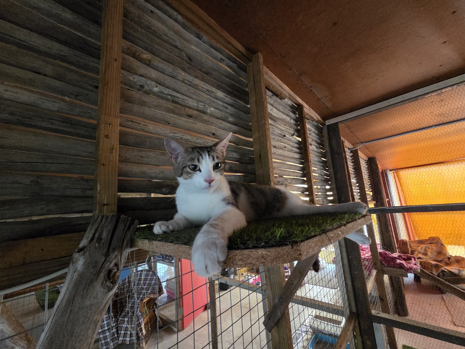Honingklip Cattery