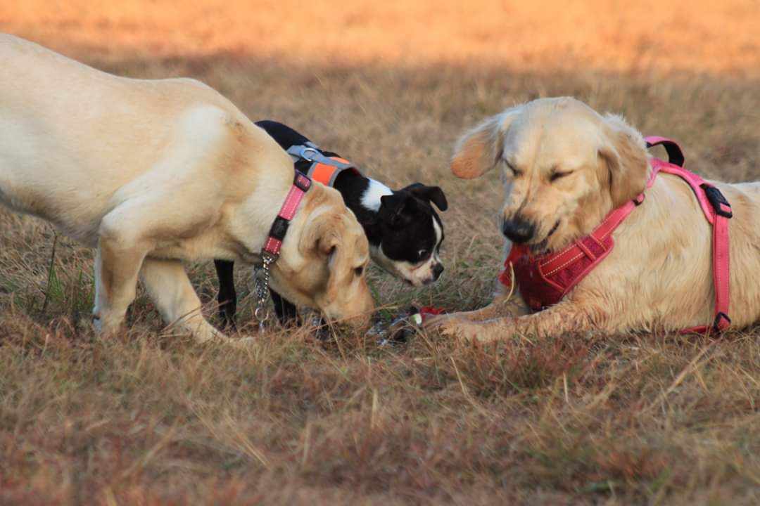 Great Dane Park
